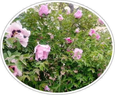 1650772191286900.jpg 1650772191286900.jpg