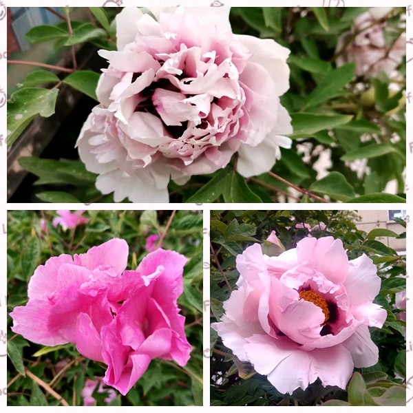 1650772216409877.jpg 1650772216409877.jpg